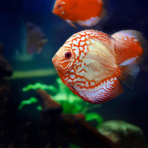 discus fish for sale near me|Discus.com – The word's largest selection of discus fish for sale.